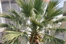 Φωτογραφία εξωτερικού χώρου - φοίνικας